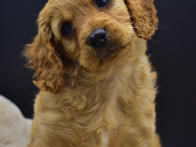 Cavoodle – Tailem Bend