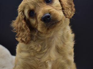 Cavoodle – Tailem Bend