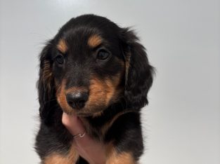 Dachshund – Gympie