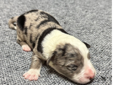 Border Collie – Penola