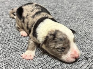 Border Collie – Penola