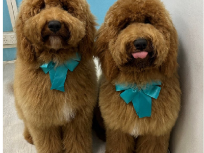 Labradoodle – Wahroonga