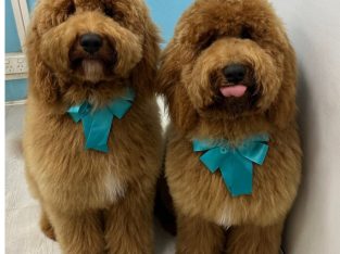 Labradoodle – Wahroonga