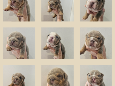 British Bulldog – Penrith