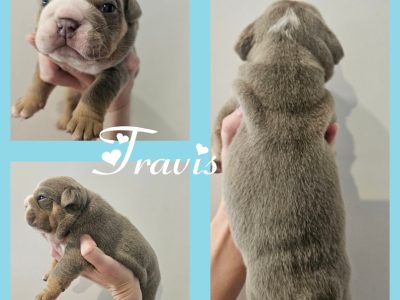 British Bulldogs – Penrith