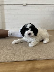 Cavoodle – Macedon