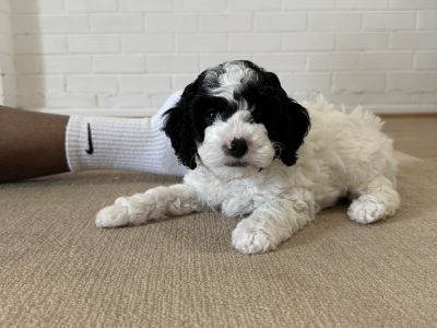 Cavoodle – Macedon