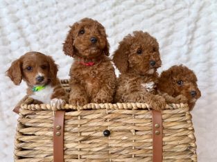 Cavoodle – Tascott