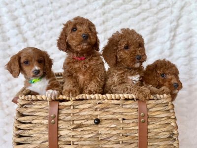 Cavoodle – Tascott