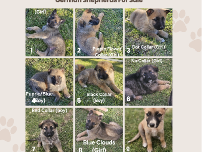 German Shepherd – Candice