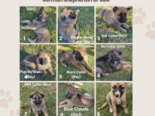 German Shepherd – Candice