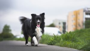 Training a Border Collie Properly