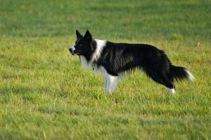 border collie origins