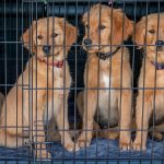 puppies for adoption in cages
