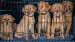 puppies for adoption in cages