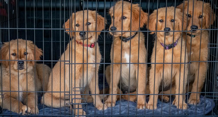 Puppies for Adoption: A Fresh Start for a Loyal Companion