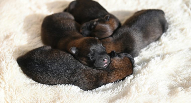 What Is Dystocia in Dogs? Signs Every Dog Owner Should Know