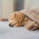 Can I Let My Puppy Sleep with Me?