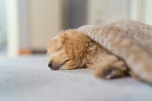 Can I Let My Puppy Sleep with Me?