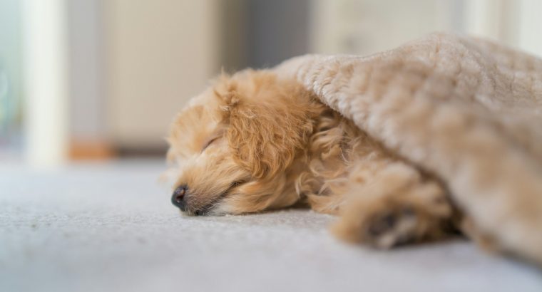 Can I Let My Puppy Sleep with Me?