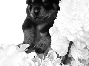 Rottweiler – Liverpool