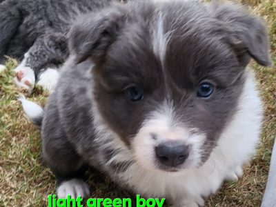 Border Collie – Glossop