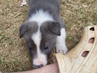 Border Collie – Glossop