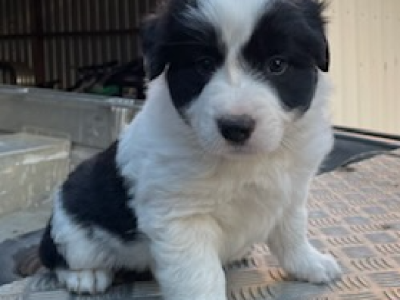 Border Collie – Glossop