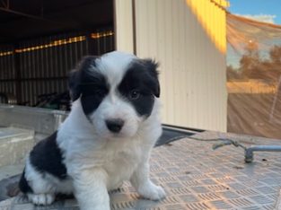 Border Collie – Glossop