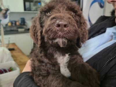 Poodle Standard – Marulan