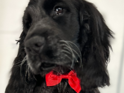 Cocker Spaniel – Tatura