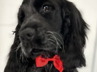 Cocker Spaniel – Tatura