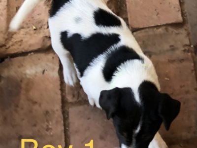 Jack Russell – Mildura