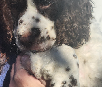 English Springer Spaniel – Fairy Meadow