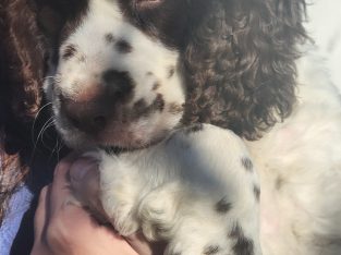 English Springer Spaniel – Fairy Meadow