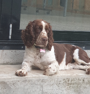 English Springer Spaniel – Gwynneville