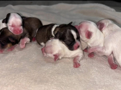 Maltese Shih Tzu – Parramatta