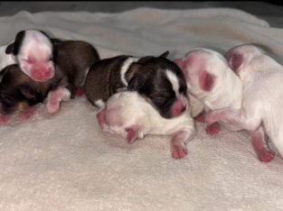 Maltese Shih Tzu – Parramatta