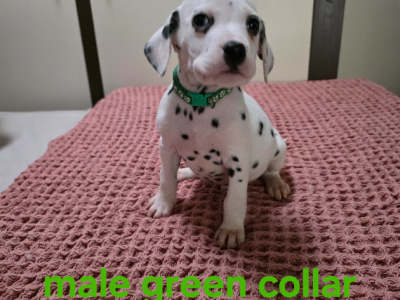 Dalmatian – Bathurst