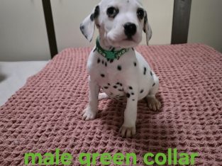 Dalmatian – Bathurst