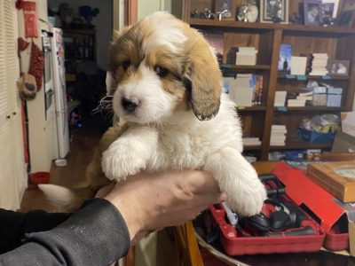 Shetland Sheepdog – Pakenham