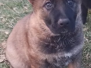 German Shepherd – Toowoomba