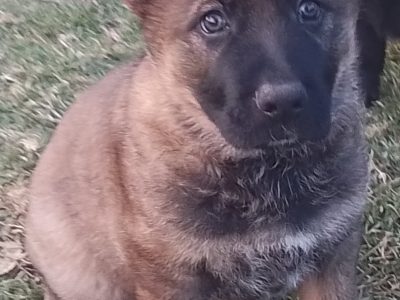 German Shepherd – Toowoomba