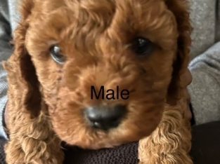 Cavoodle – Morayfield