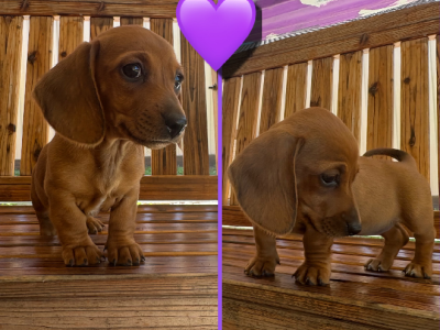 Dachshund – Marsden