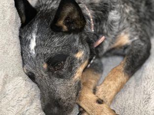 Australian Cattle Dog – Toronto