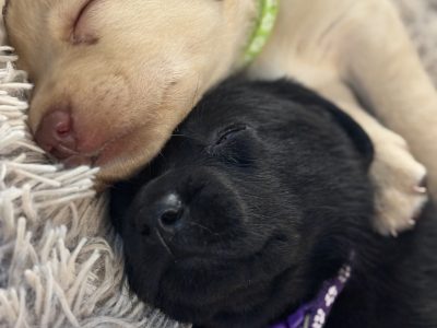 Labrador Retriever – Wallaroo