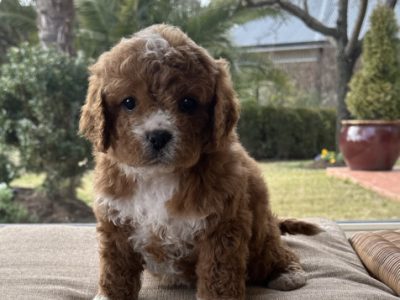Cavoodle – O’Connell
