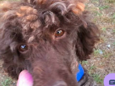 Labradoodle – Whyalla