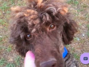Labradoodle – Whyalla